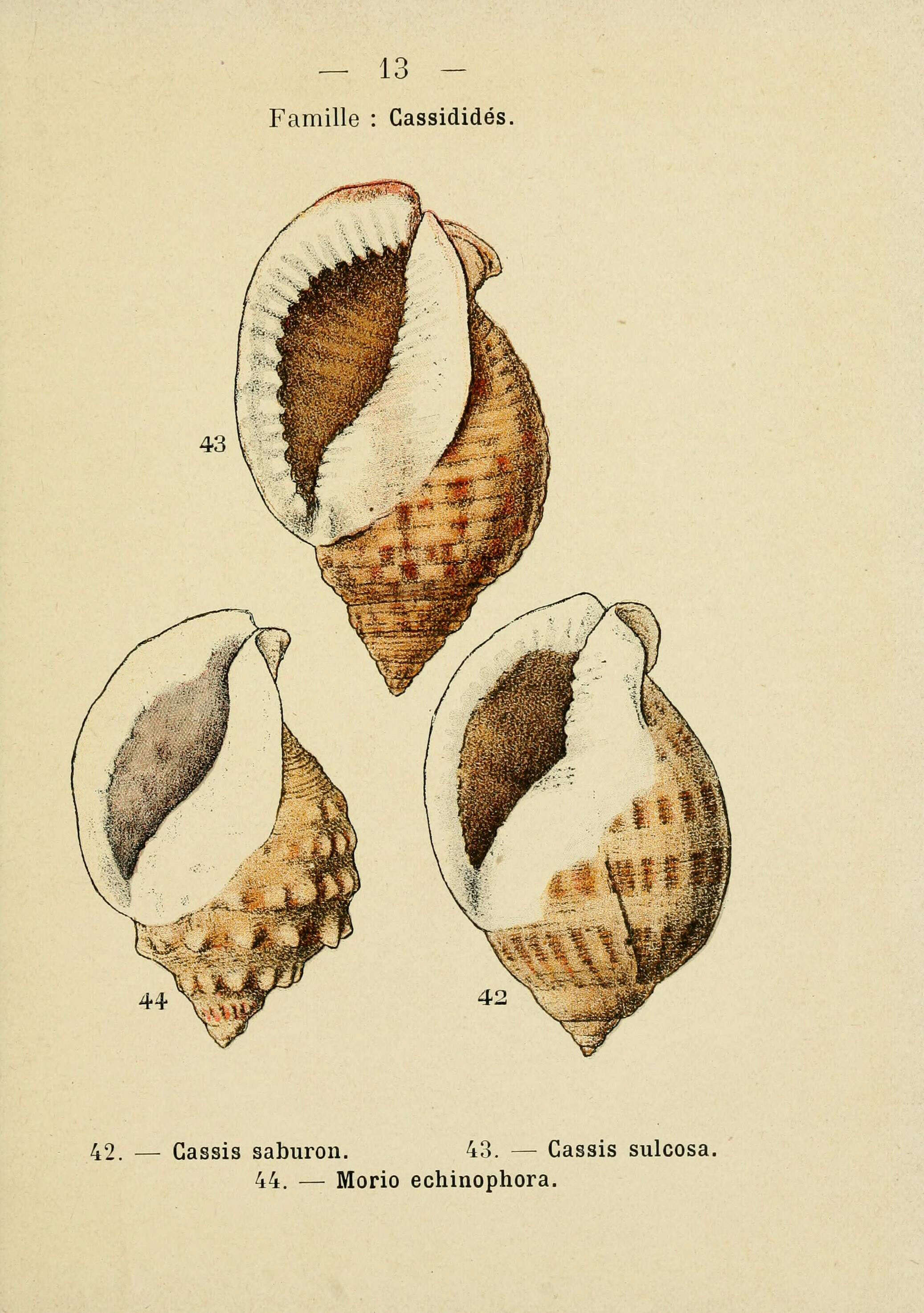 Image of Semicassis saburon (Bruguière 1792)
