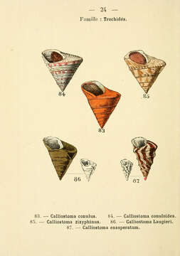 Image of Calliostoma conulus (Linnaeus 1758)