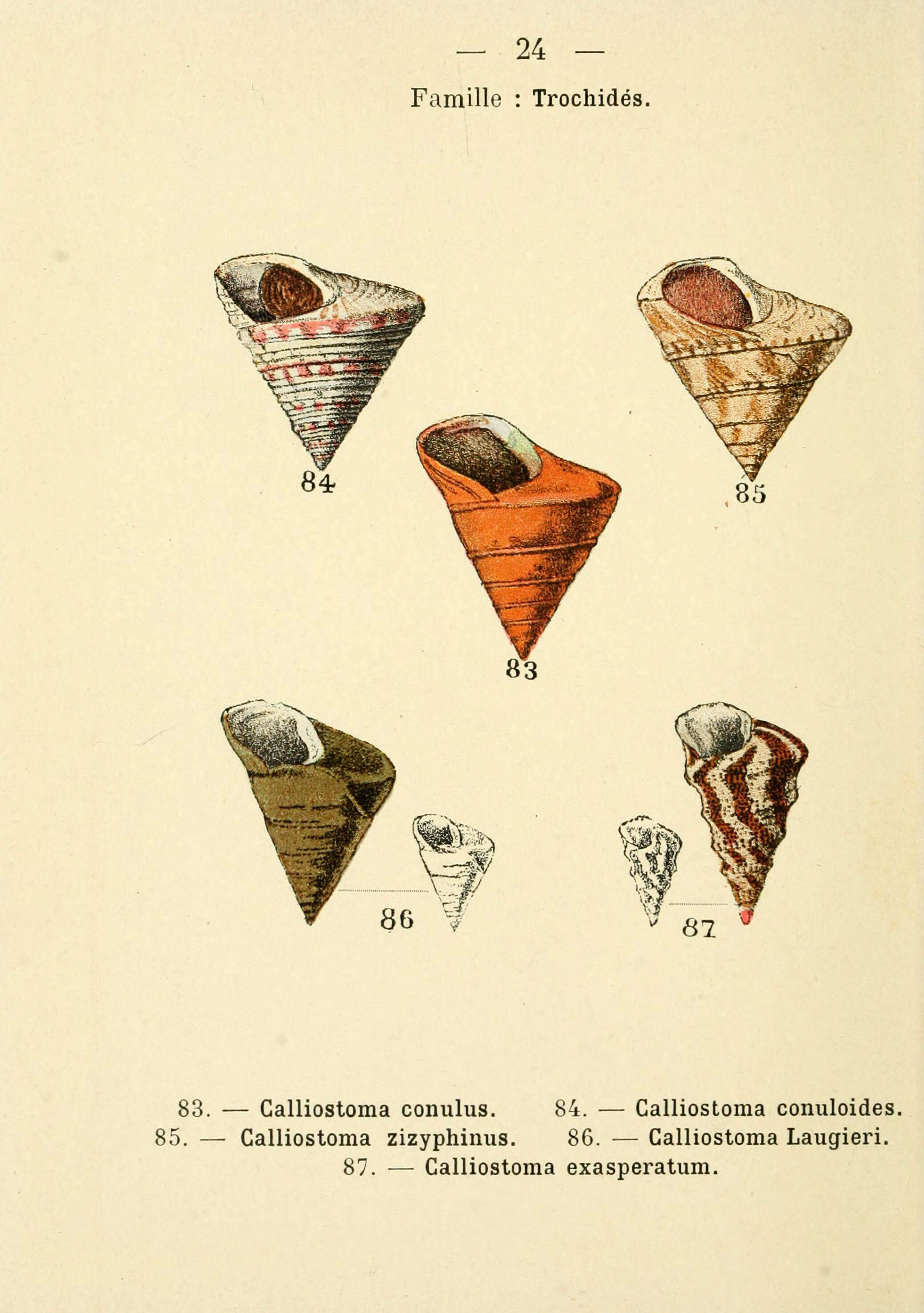 Image de Calliostoma conulus (Linnaeus 1758)