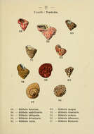 Sivun Gibbula fanulum (Gmelin 1791) kuva