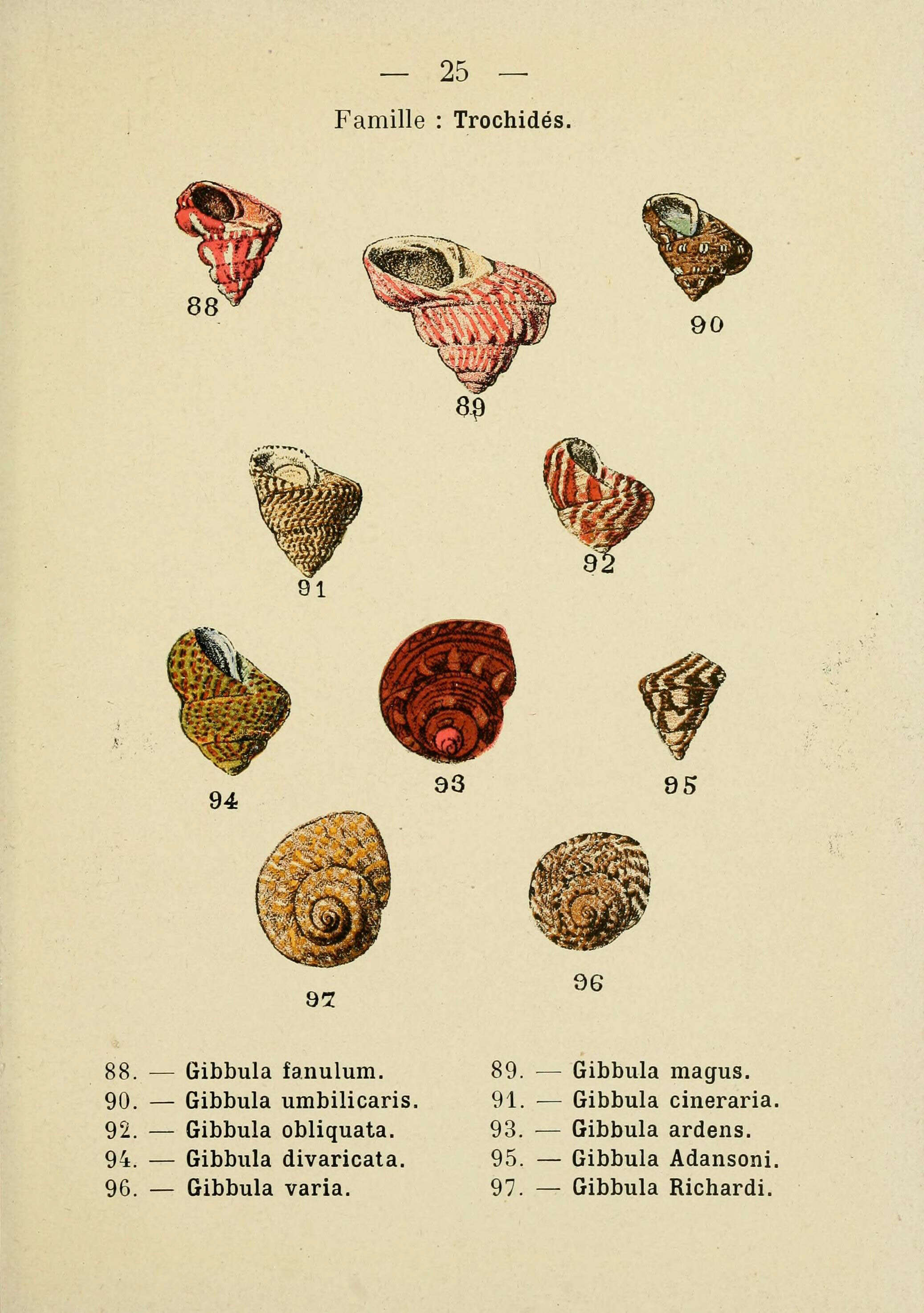 Sivun Gibbula fanulum (Gmelin 1791) kuva