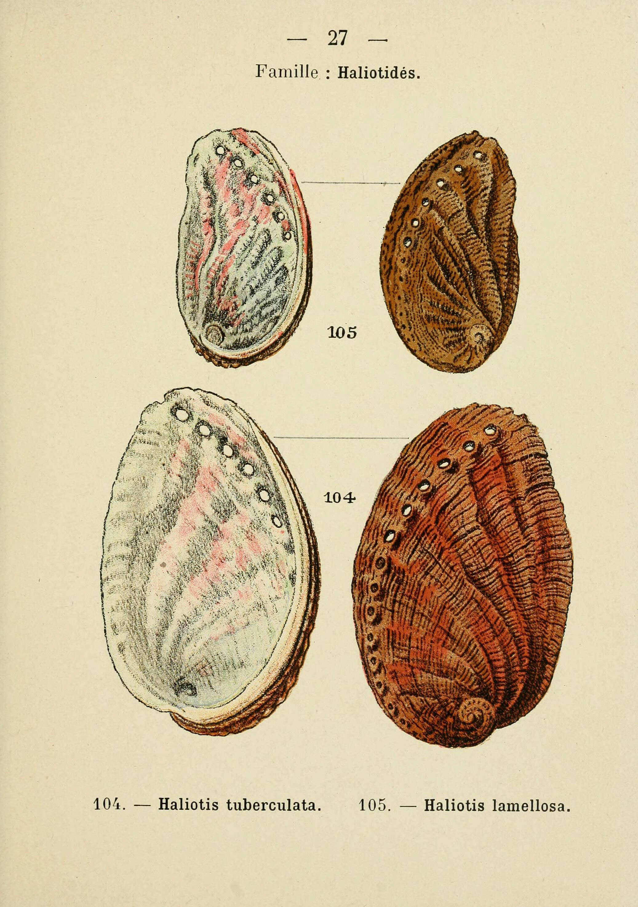 Image of Abalone