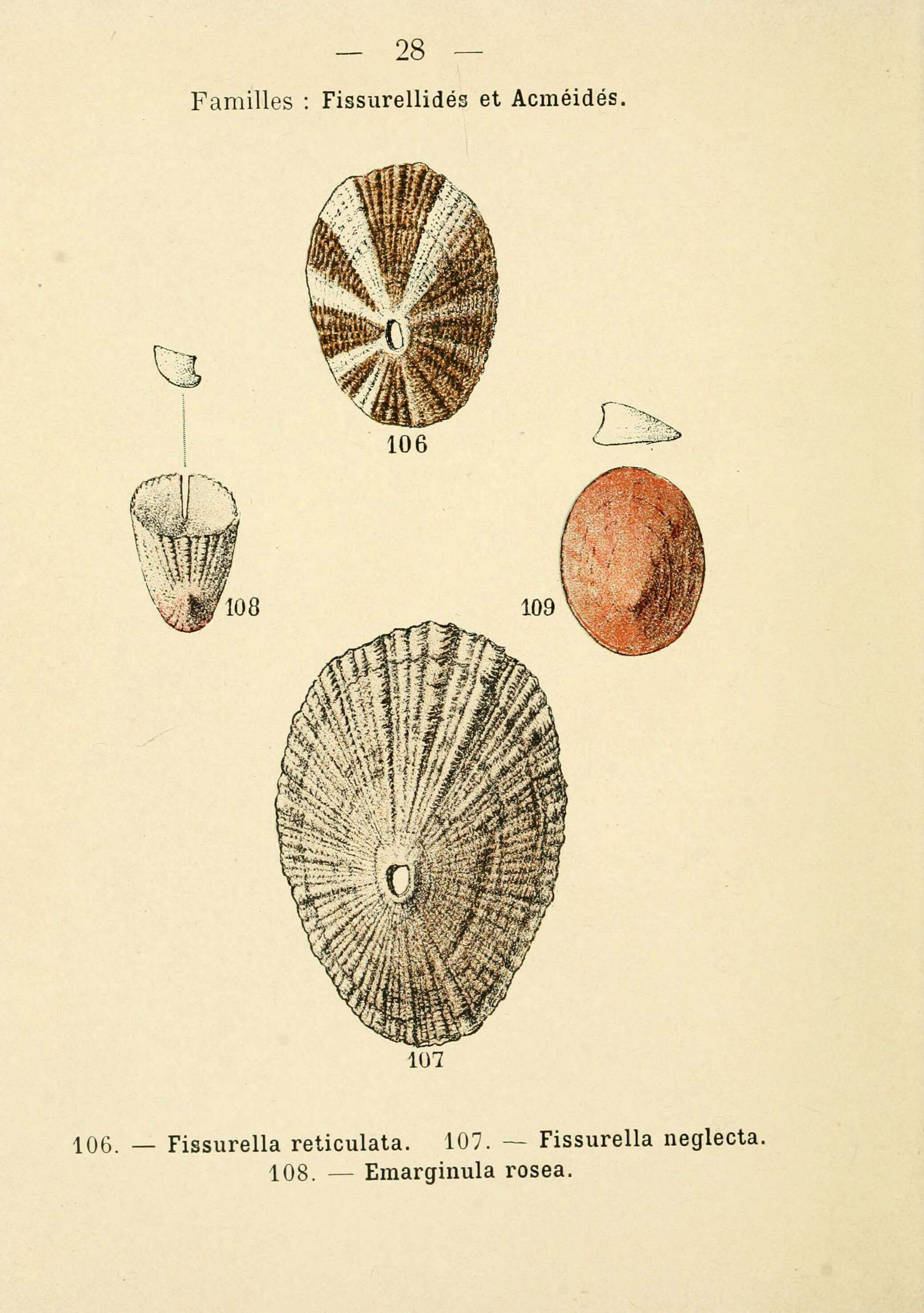 Image de Diodora italica (Defrance 1820)