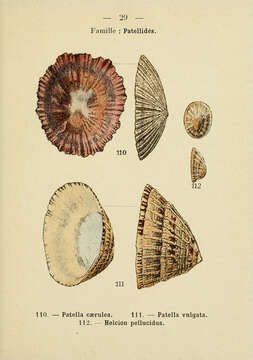 Image of Mediterranean limpet