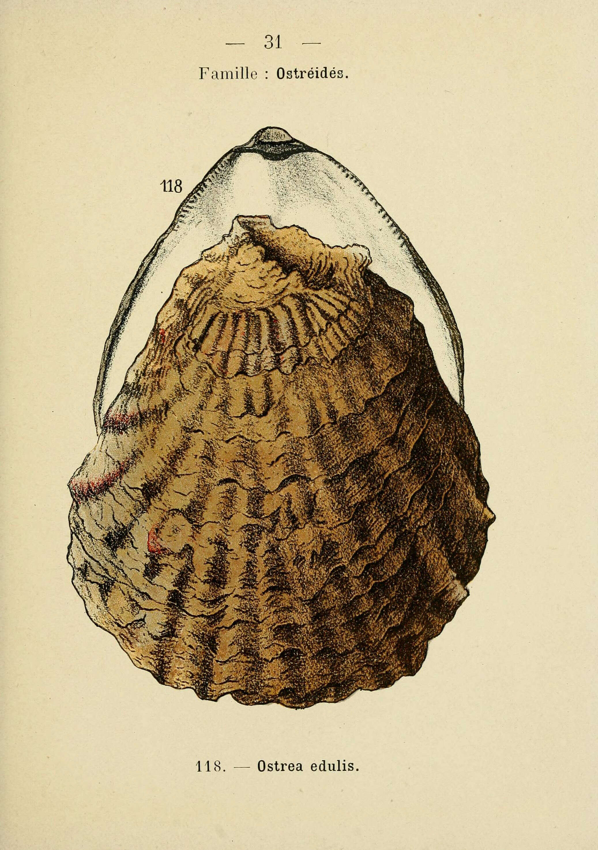 Plancia ëd Ostrea edulis Linnaeus 1758