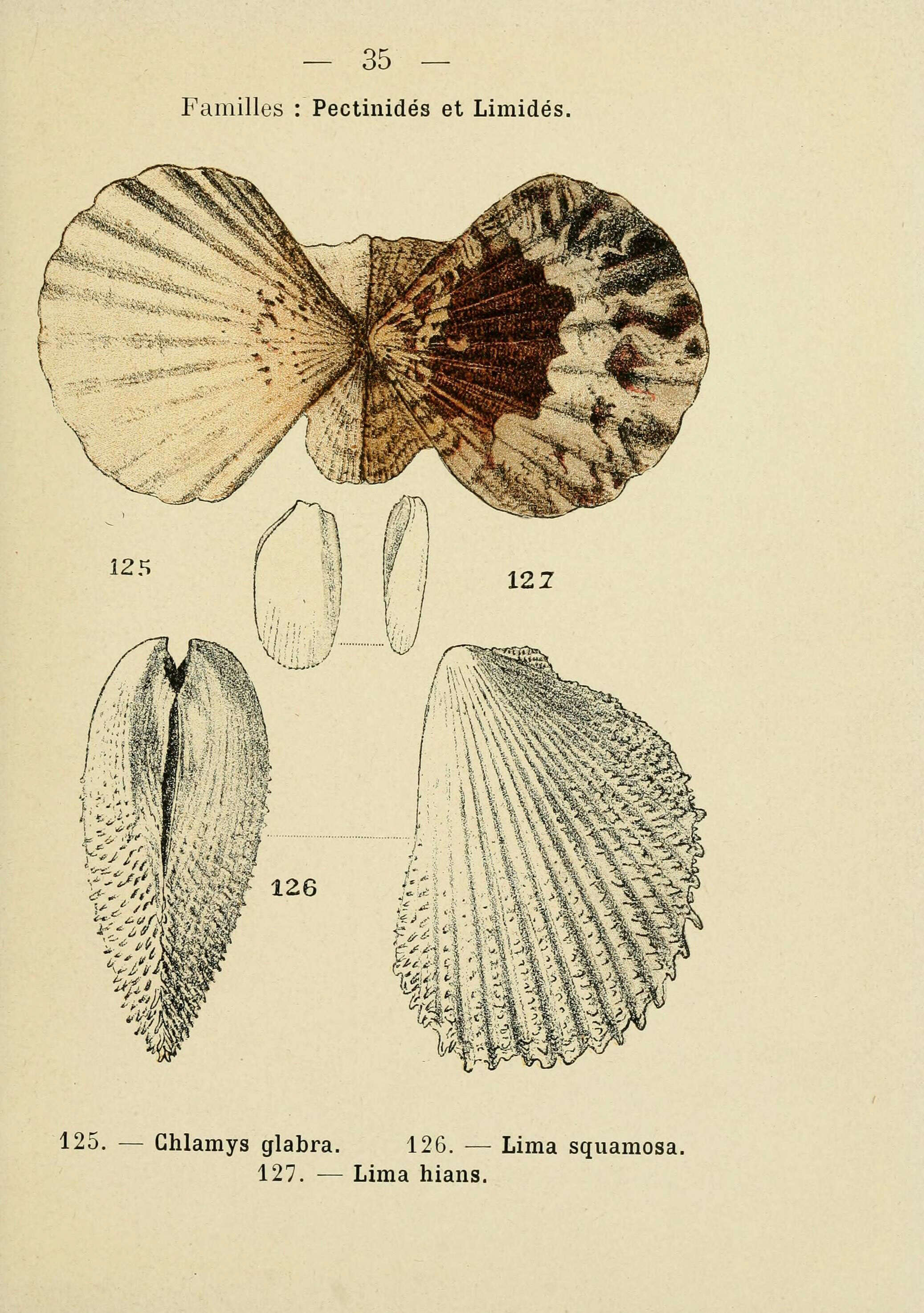 Image of Flexopecten Sacco 1897