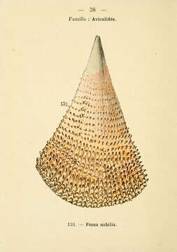 Imagem de Pinna nobilis Linnaeus 1758