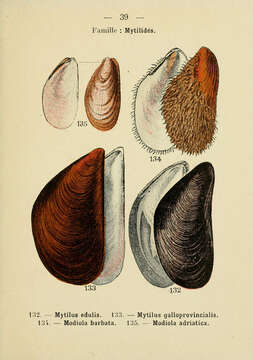 Image of Blue mussel