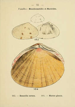 Image of Donacilla Philippi 1836