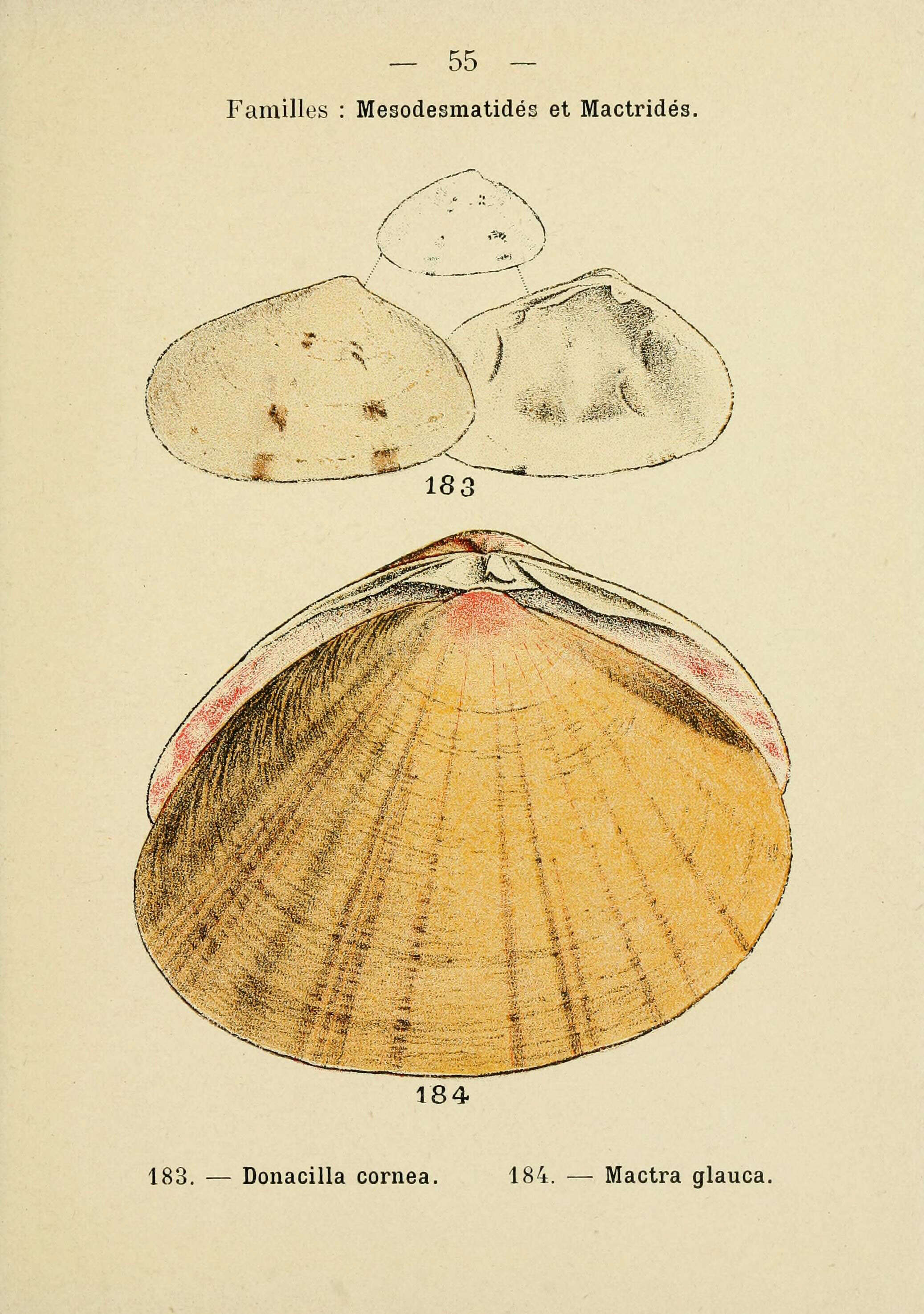 Imagem de Donacilla Philippi 1836