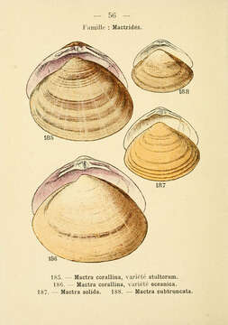 Imagem de Mactra stultorum (Linnaeus 1758)