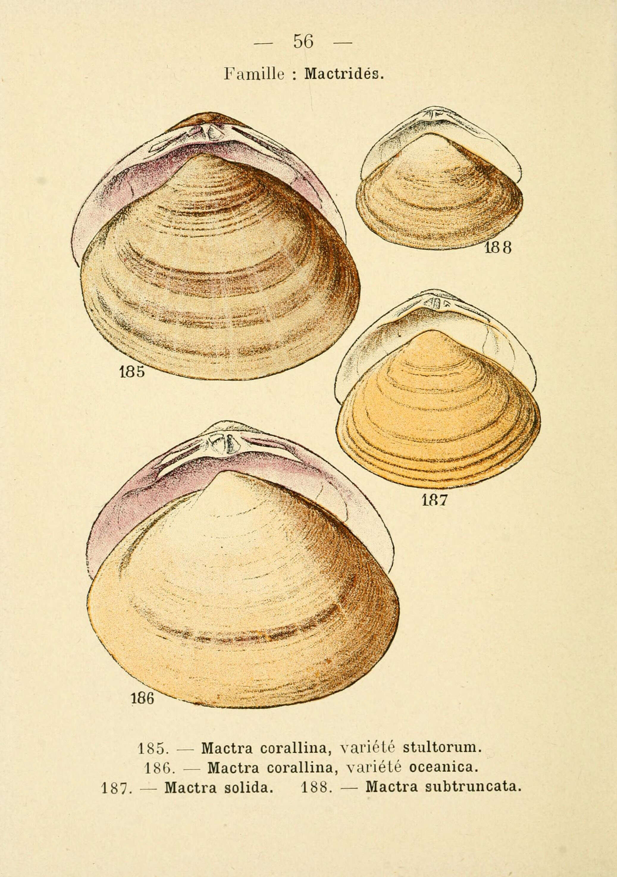 Sivun Mactra stultorum (Linnaeus 1758) kuva