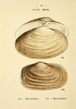 Imagem de Mya arenaria Linnaeus 1758