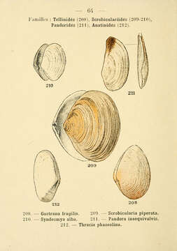 Image of Gastrana Schumacher 1817