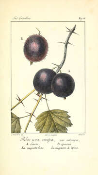 Image of European gooseberry