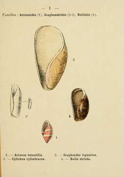 Sivun Cylichna cylindracea (Pennant 1777) kuva