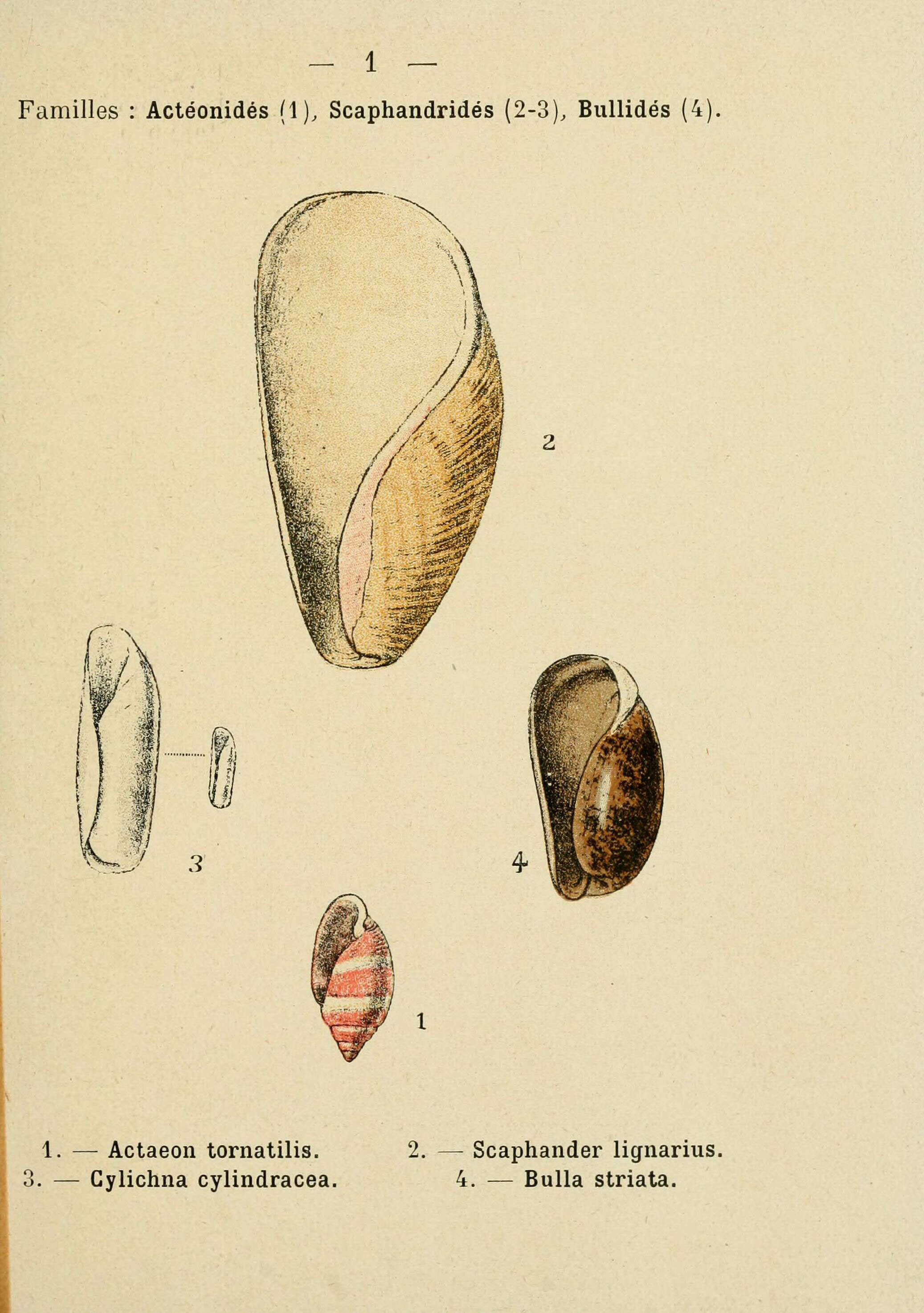 Image de Cylichna cylindracea (Pennant 1777)