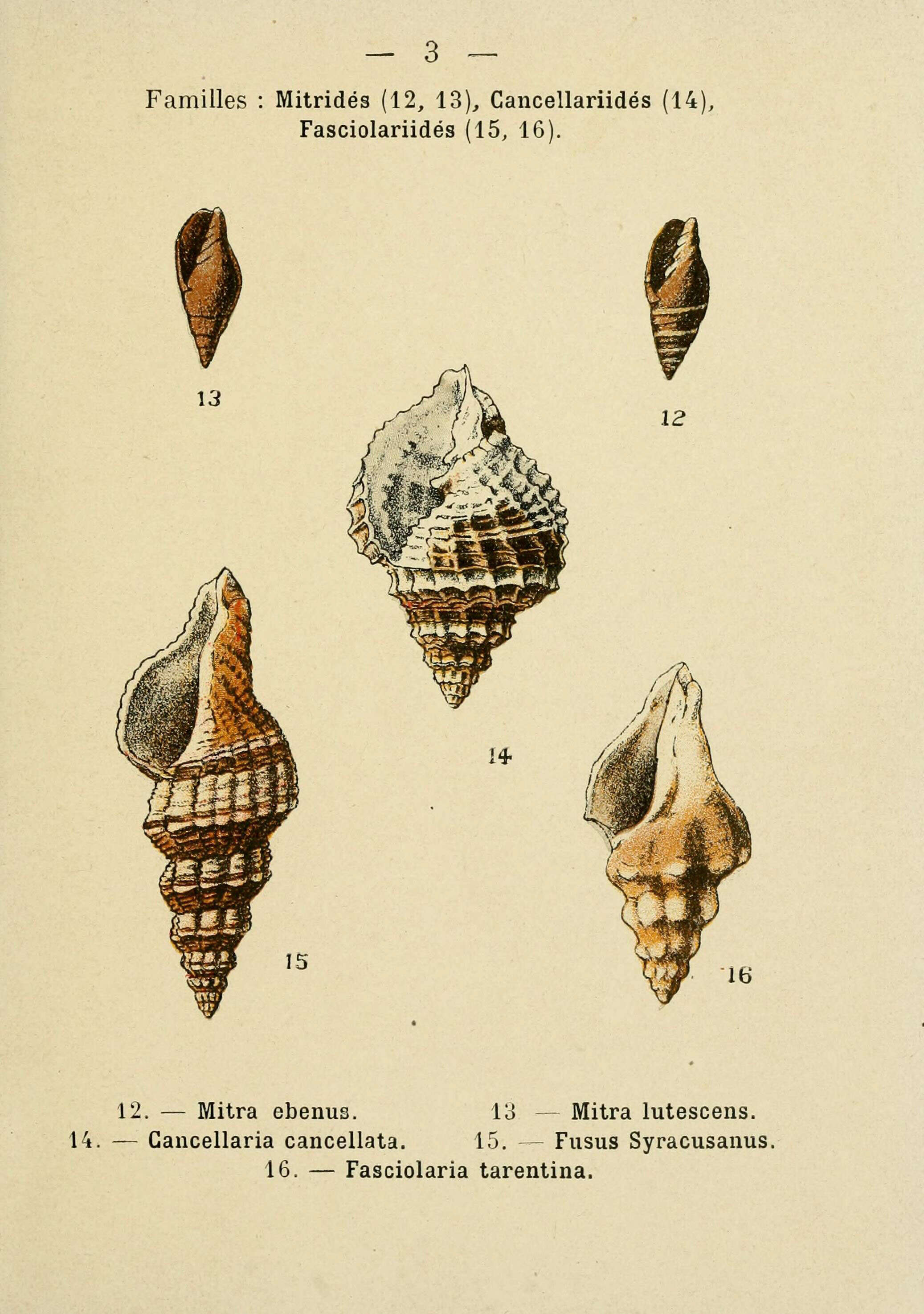 Image de Pusia ebenus (Lamarck 1811)