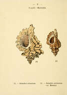 Sivun Ocinebra erinaceus (Linnaeus 1758) kuva