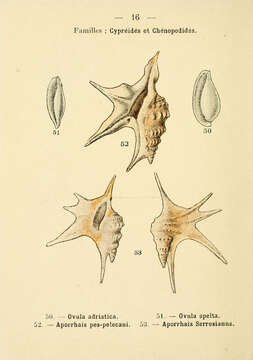 Image of Pseudosimnia Schilder 1927