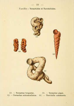 Image of Petaloconchus glomeratus (Linnaeus 1758)