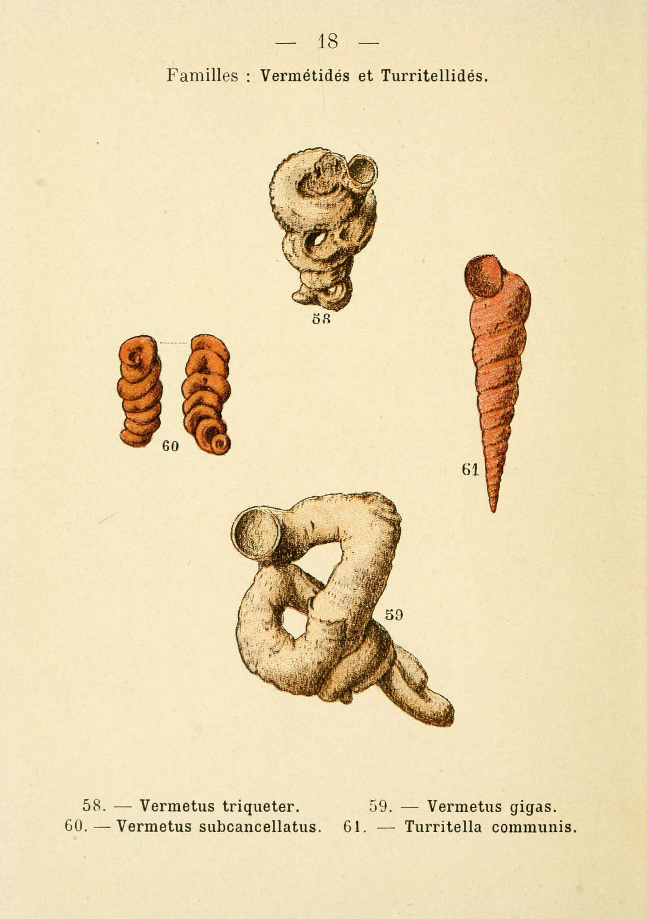 Image de Petaloconchus glomeratus (Linnaeus 1758)