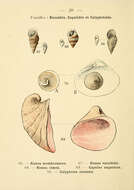 Image de Rissoa membranacea (J. Adams 1800)