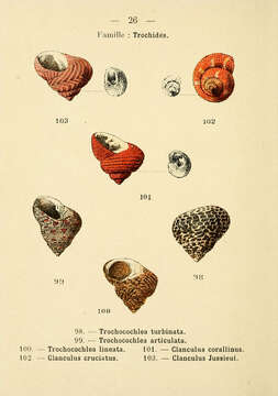 Image of turbinate monodont