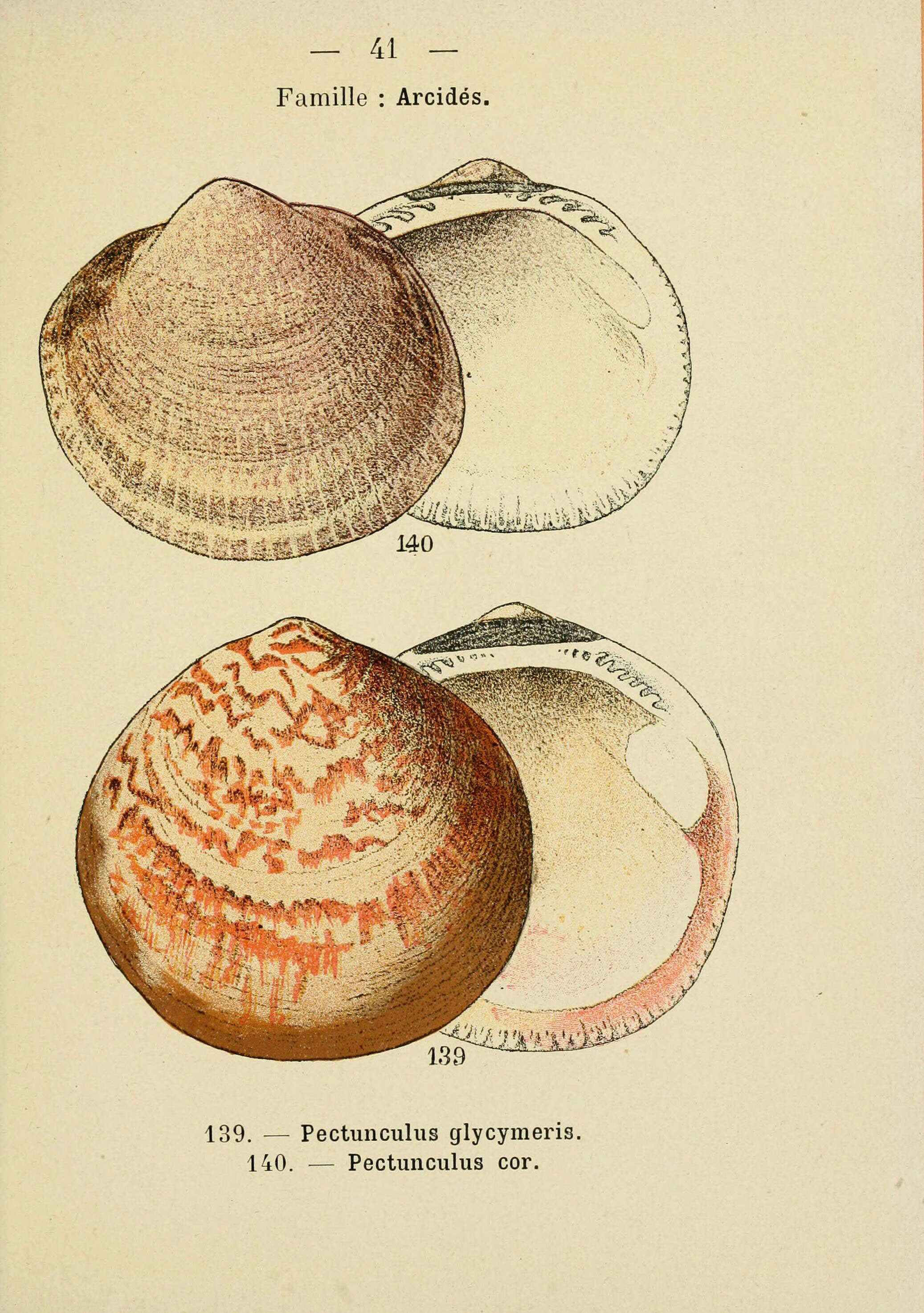 Plancia ëd Glycymeris glycymeris (Linnaeus 1758)