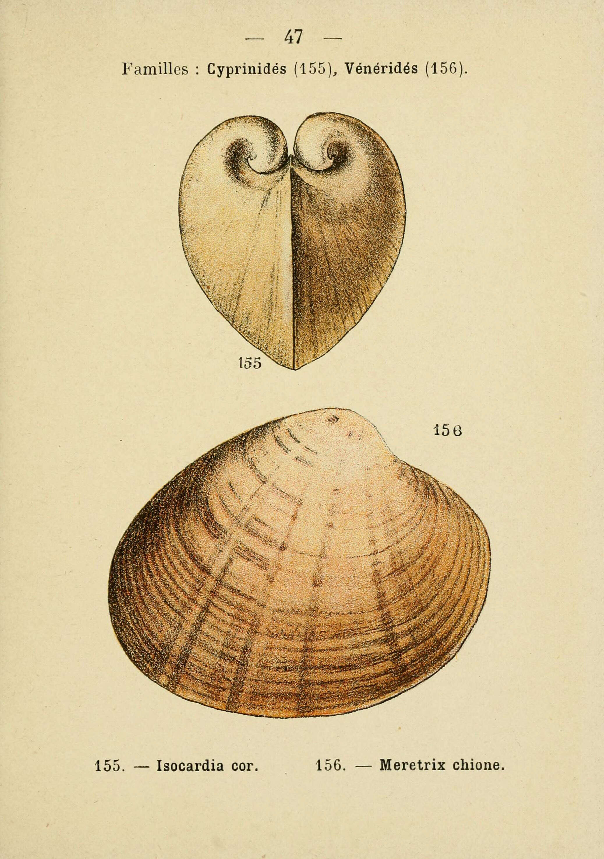 Imagem de Glossus Poli 1795