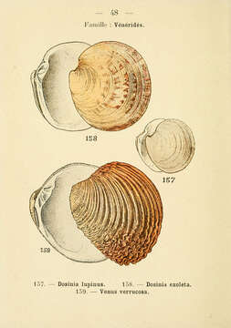 Imagem de Dosinia lupinus (Linnaeus 1758)