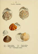 Image of Venus casina Linnaeus 1758