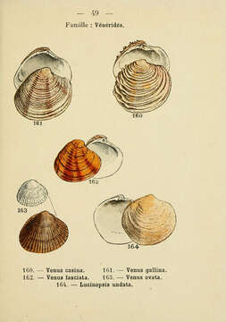 Imagem de Venus casina Linnaeus 1758