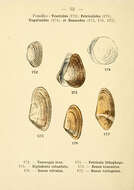 صورة Petricola lithophaga (Retzius 1788)