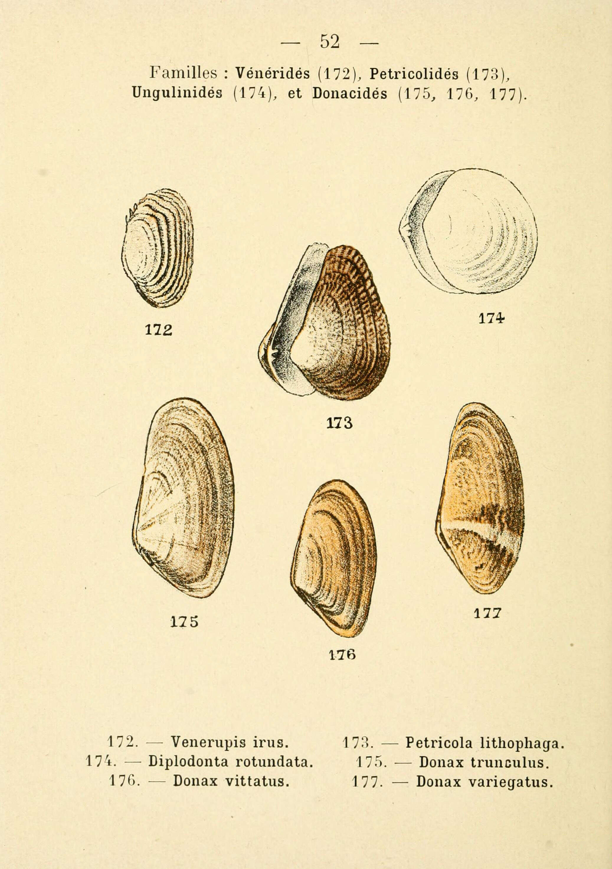 Image de Petricola lithophaga (Retzius 1788)