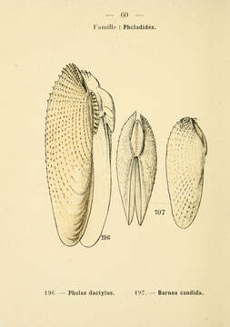 Pholas dactylus Linnaeus 1758 resmi