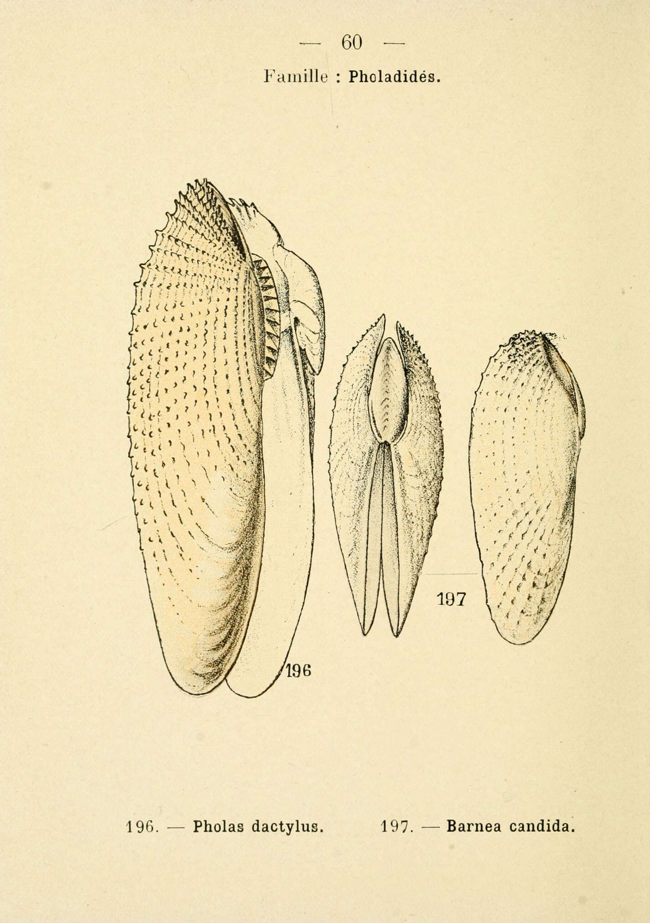 Imagem de Pholas dactylus Linnaeus 1758
