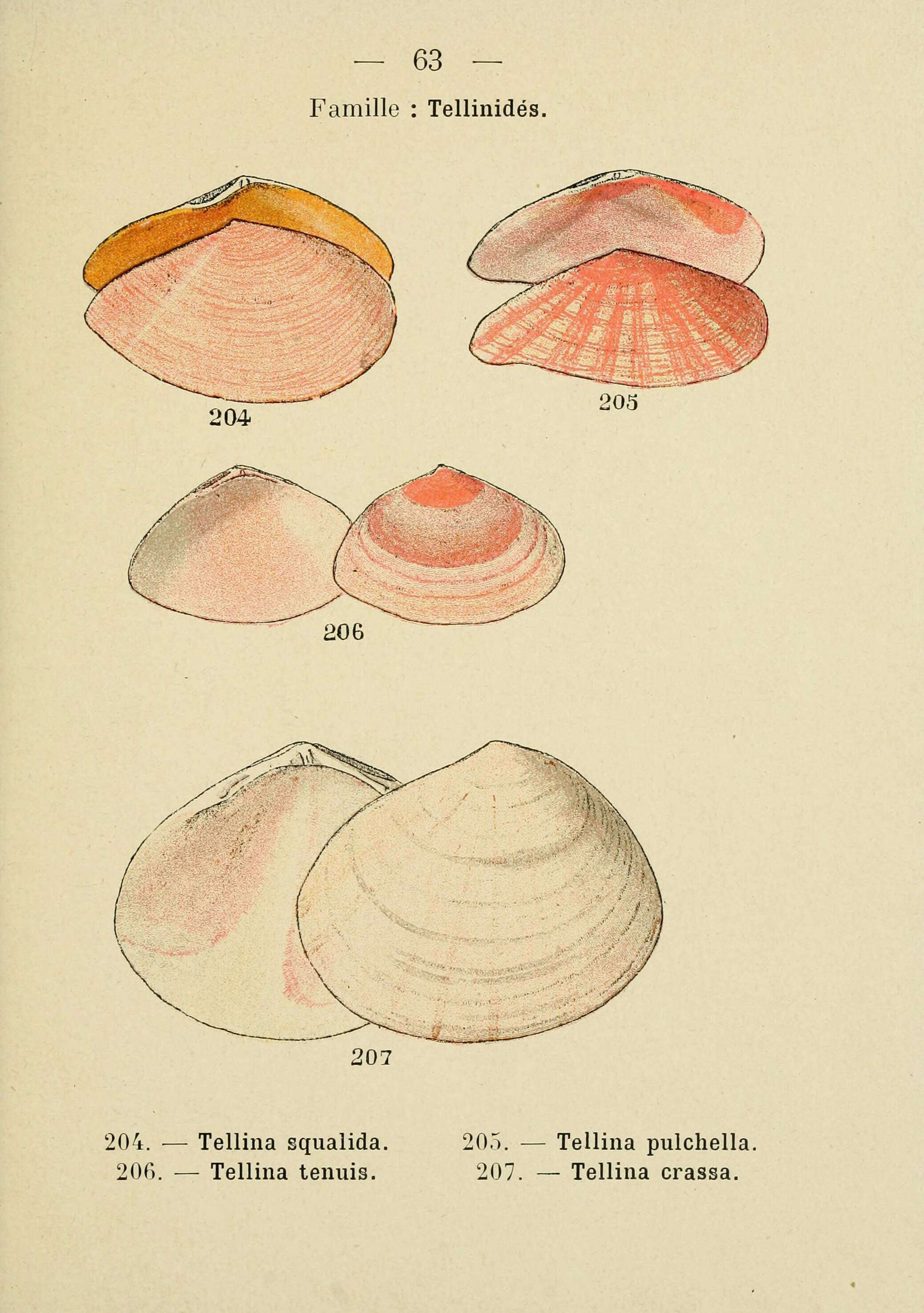 Image de Bosemprella incarnata (Linnaeus 1758)