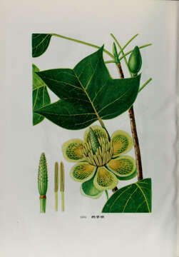 Image of Tulip Trees