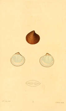 Imagem de Astarte castanea (Say 1822)