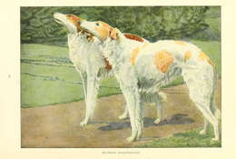 Image of dog