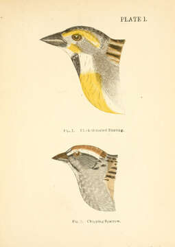 Image of Spizella Bonaparte 1832