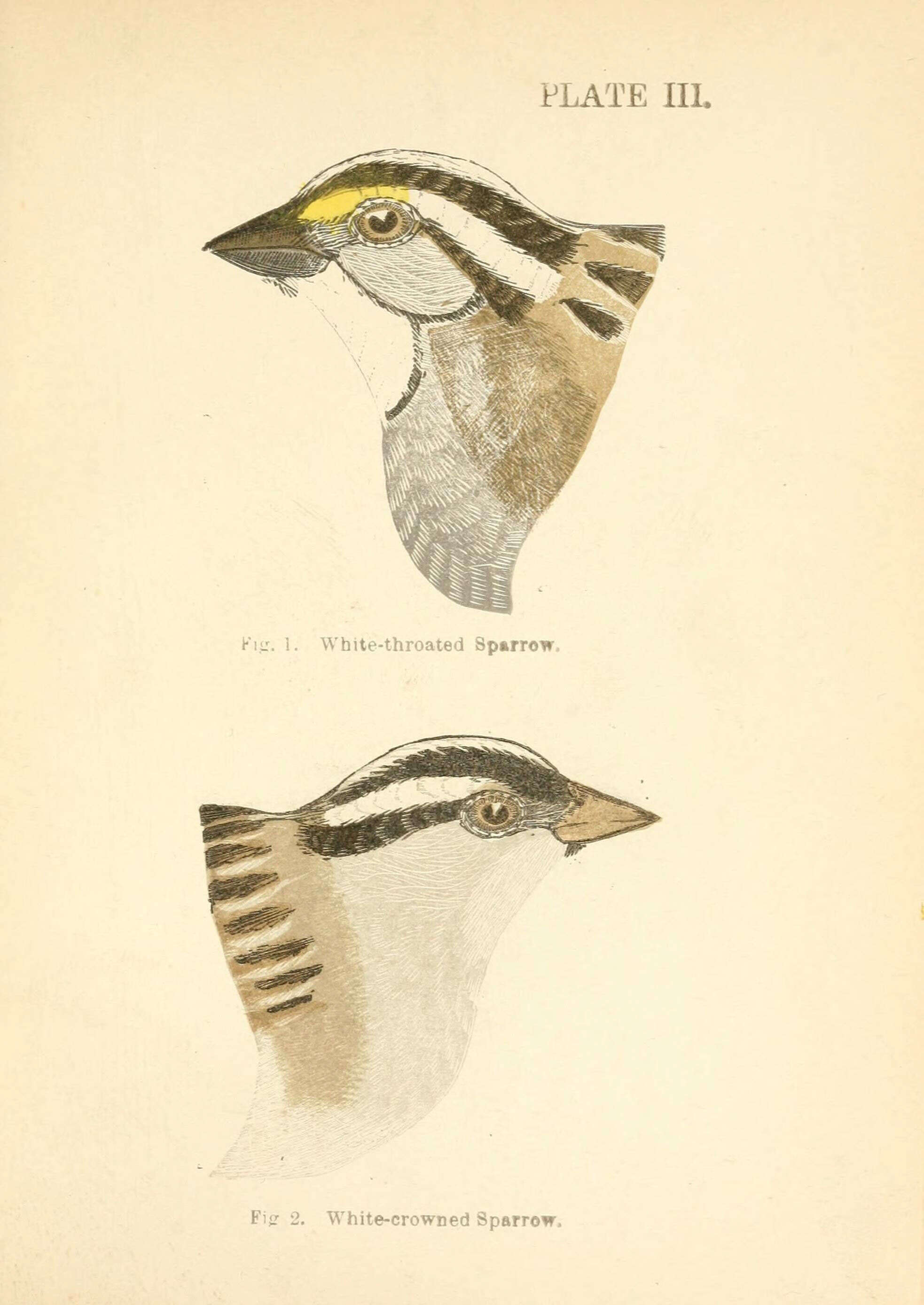 Image of White-throated Sparrow