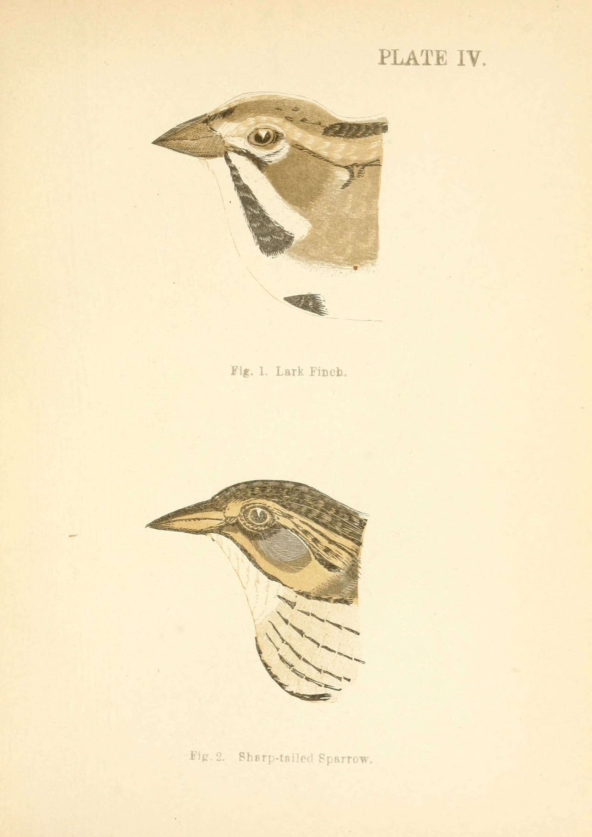 Image of Chondestes Swainson 1827