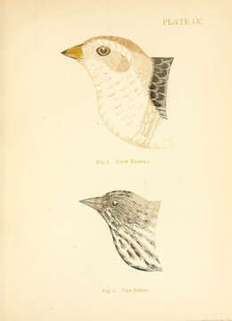 Image of Plectrophenax Stejneger 1882