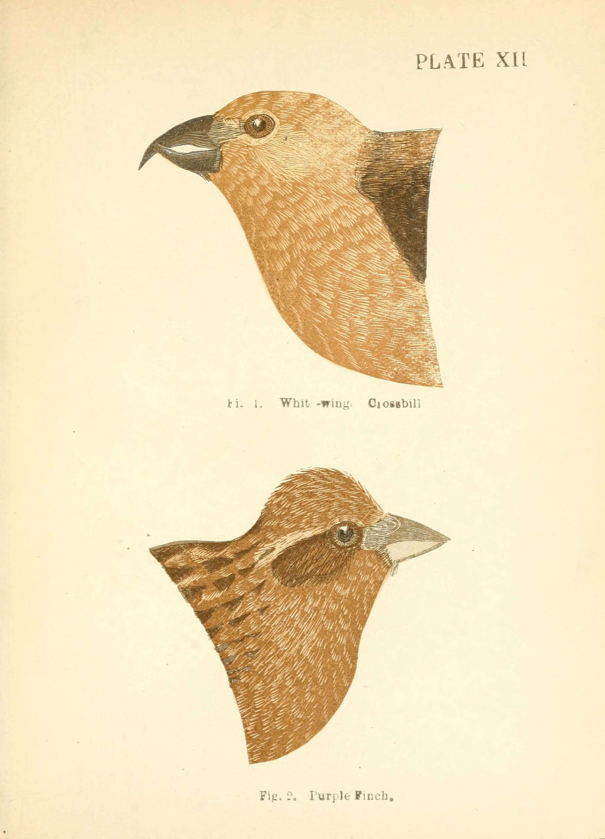 Image of Two-barred Crossbill