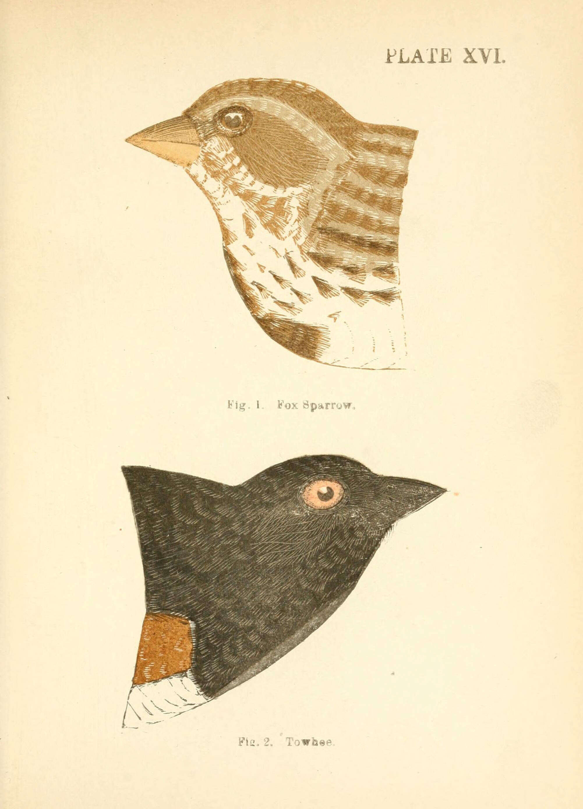 Image of Passerella Swainson 1837