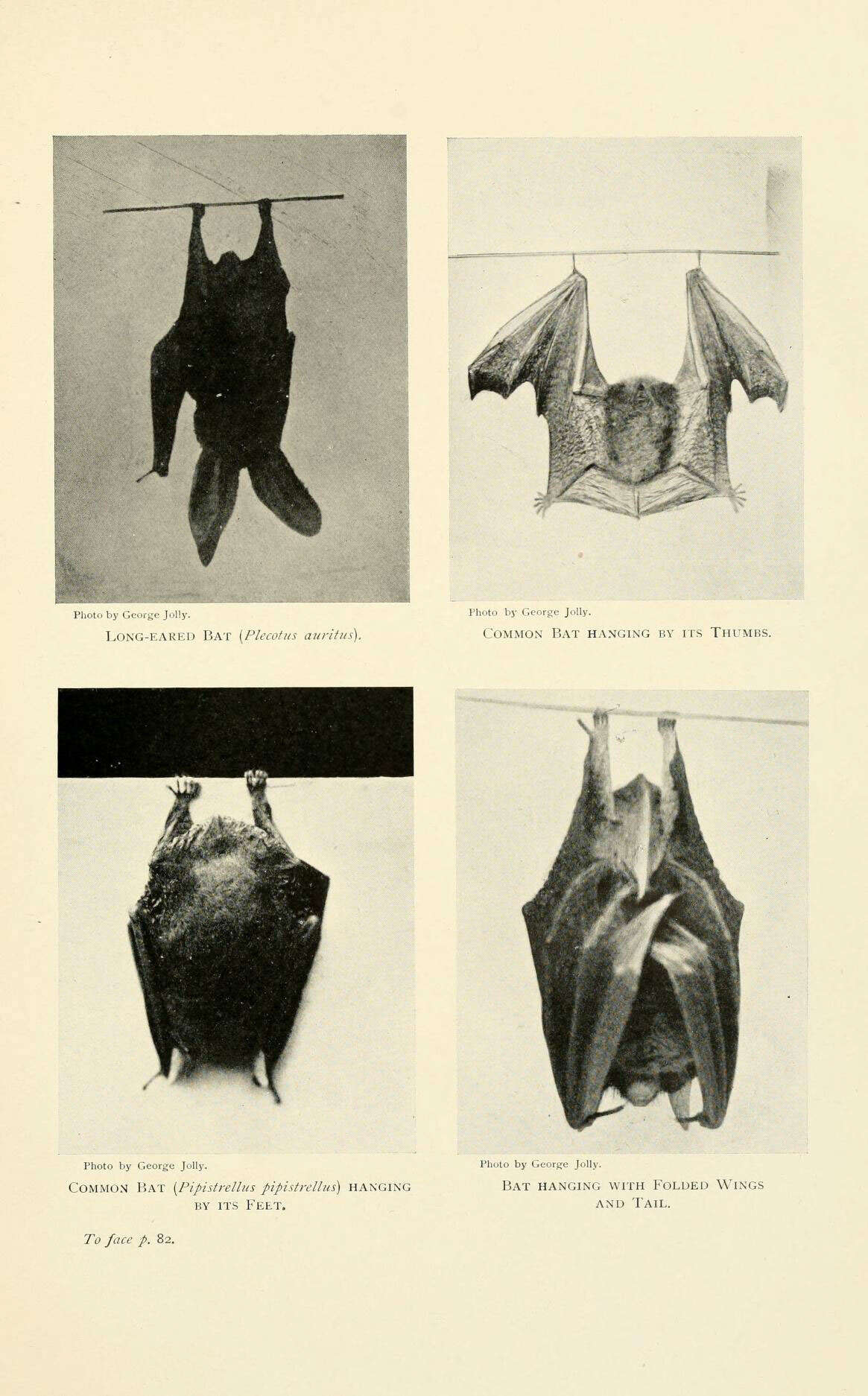 Image of pipistrelle, common pipistrelle