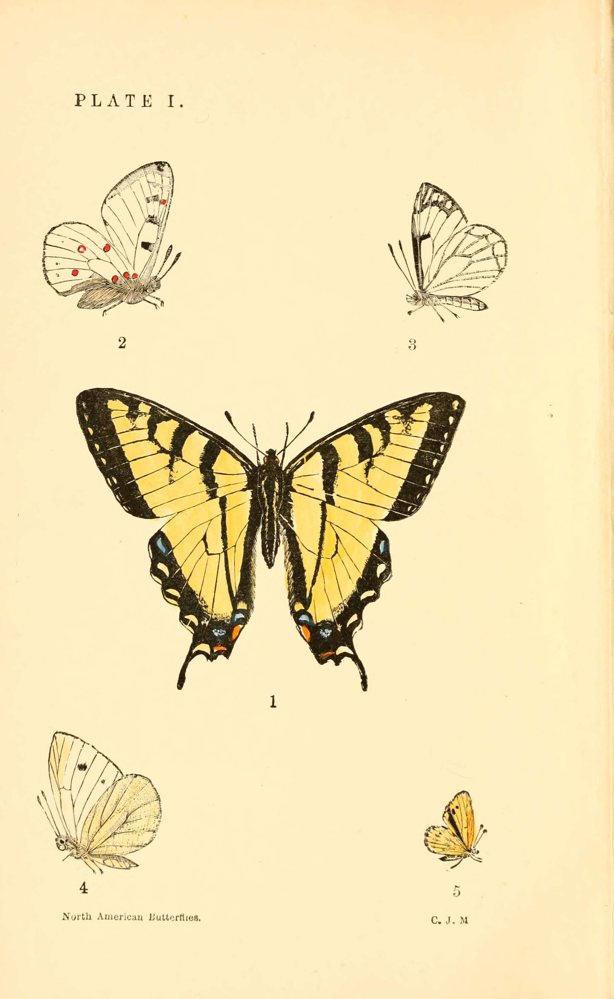 Sivun Papilio glaucus Linnaeus 1758 kuva