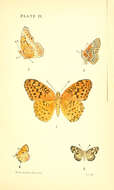 Image de Speyeria aphrodite Fabricius 1787
